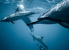 主持人背后的故事：麻豆APP官网突发消息引发热议